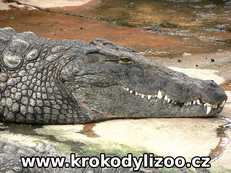 Krokodýl nilský (crocodylus niloticus), samec, Farma Pierrllate, Francie