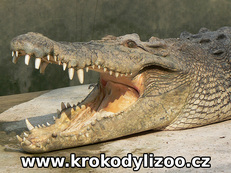 Krokodýl mořský (crocodylus porosus), samec, Utairach,Thajsko