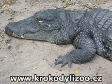 Krokodýl bahenní (crocodylus palustris), samec, MCBT, Indie