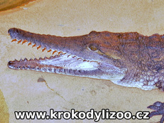 Krokodýl Johnsonův (Crocodylus johnsoni)