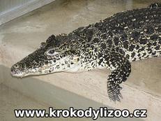 Krokodýl kubánský (crocodylus rhombifer), samice, Krokodýlí zoo Protivín