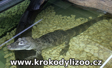 Aligátor čínský (Alligator sinensis) Krokodýlí ZOO Protivín